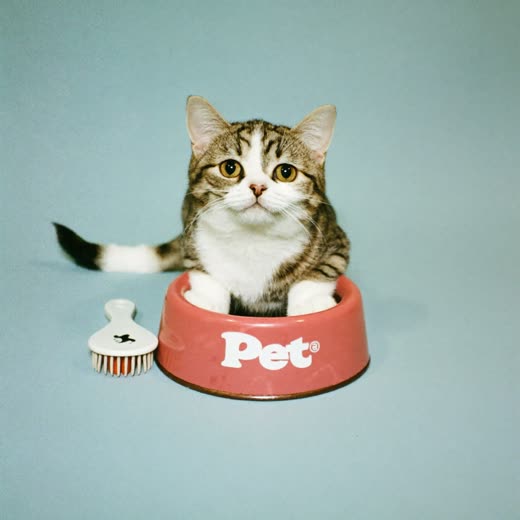 A pet bowl and grooming brush